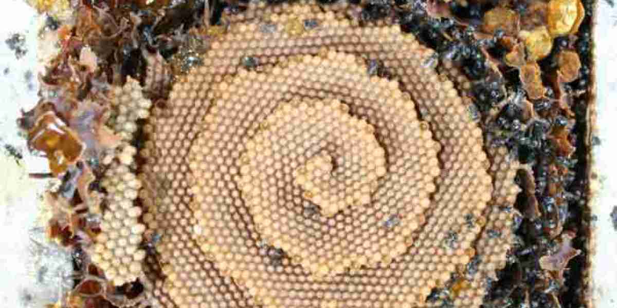 Native Bee Hives for Sale AU – Buy Australian Native Bees